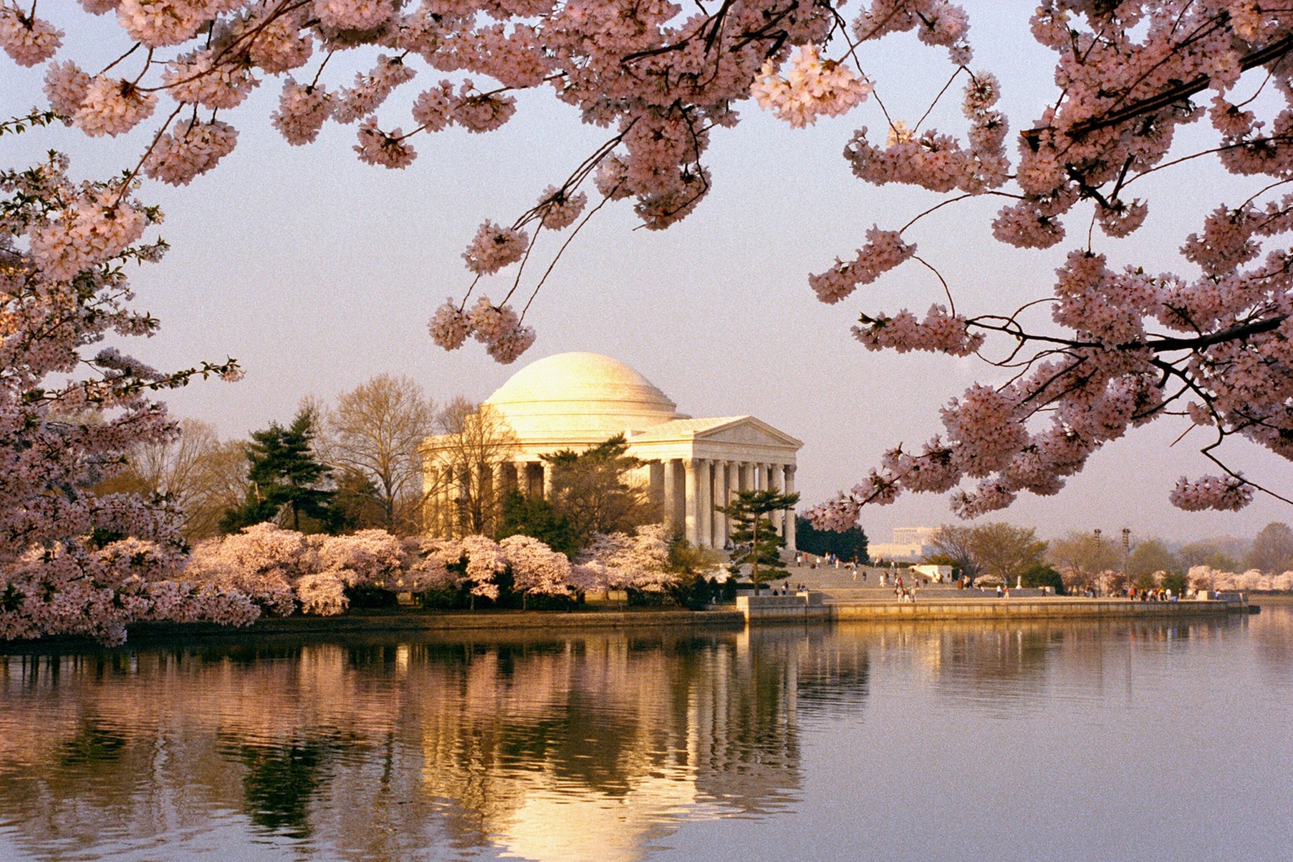 Washington Residents' Race to Save a Cherished Cherry Tree